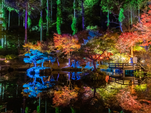 光のもり